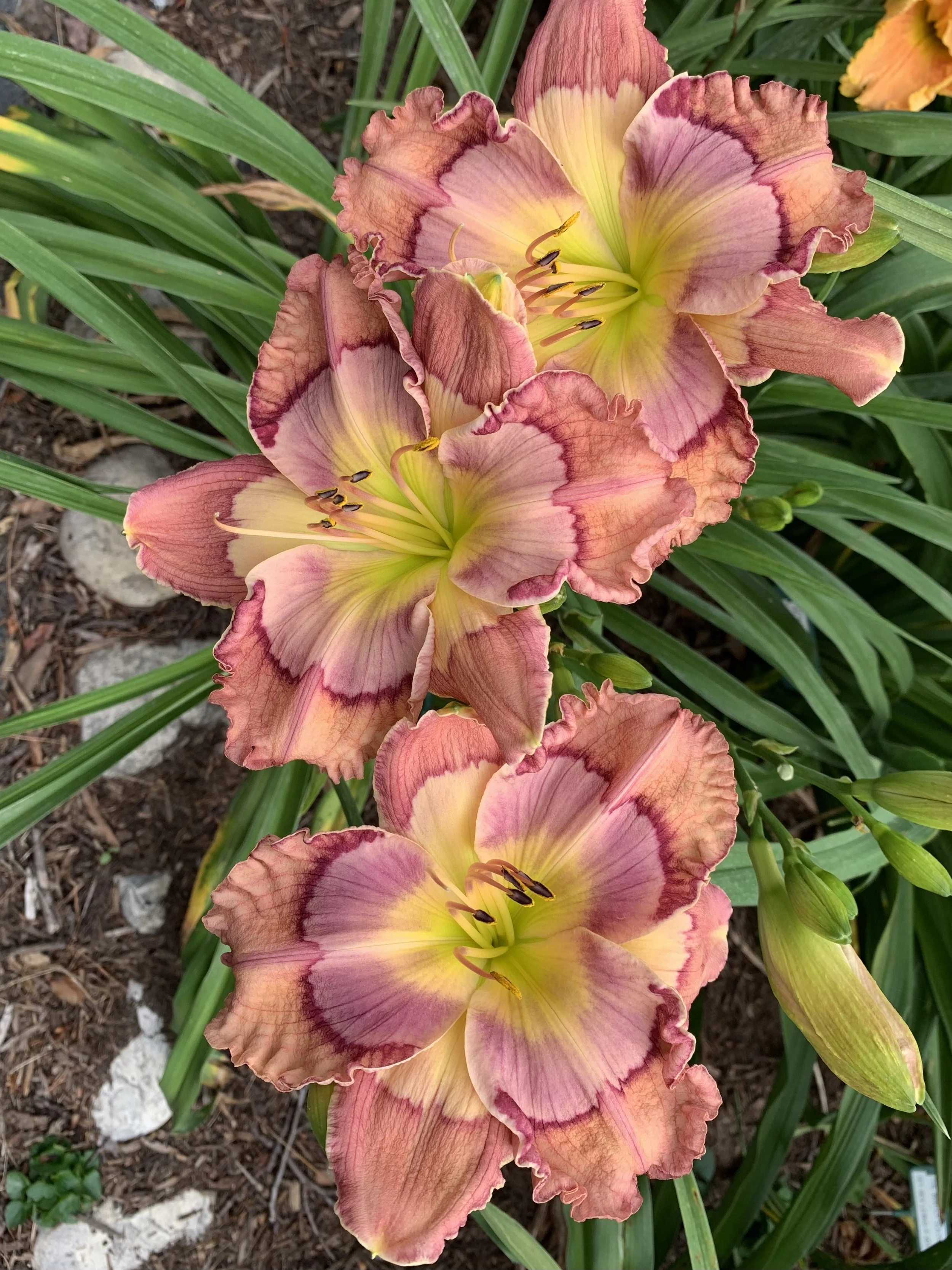 COSMIC KALEIDOSCOPE — Blue Barn Daylilies